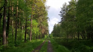 JBL i Poland Business Run 2020